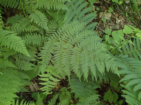 Athyrium asplenioides (Michx.) Desv. resmi