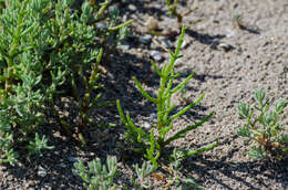 Image of Salicornia perennans Willd.