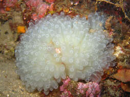 Image of football ascidian