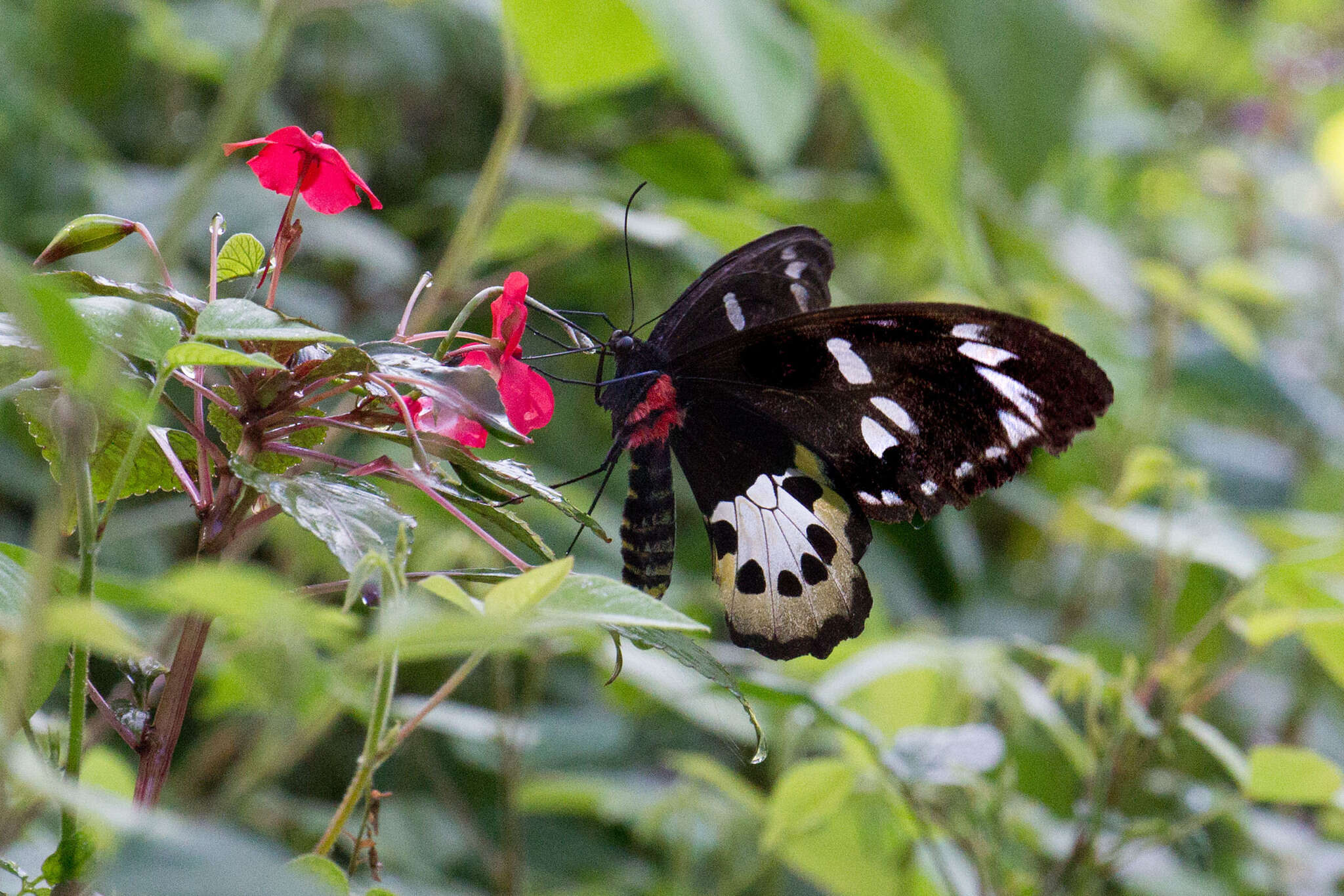 Слика од Ornithoptera tithonus de Haan 1840