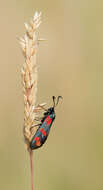 Image of six-spot burnet