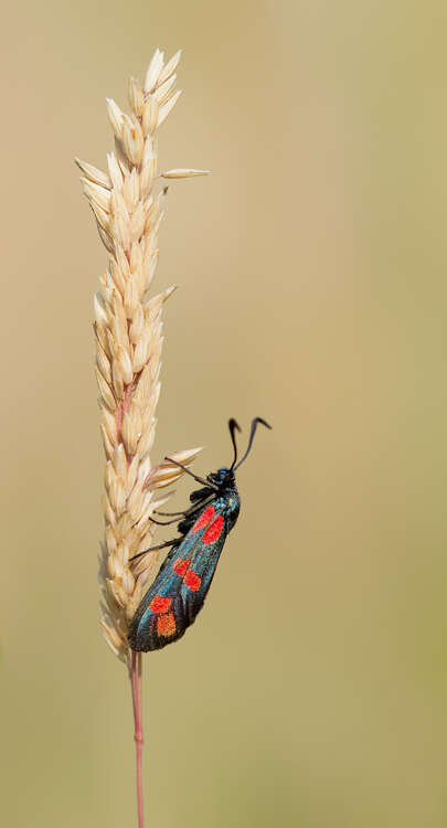 Image of six-spot burnet