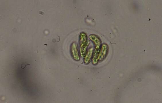 Image of Nephrocytium agardhianum