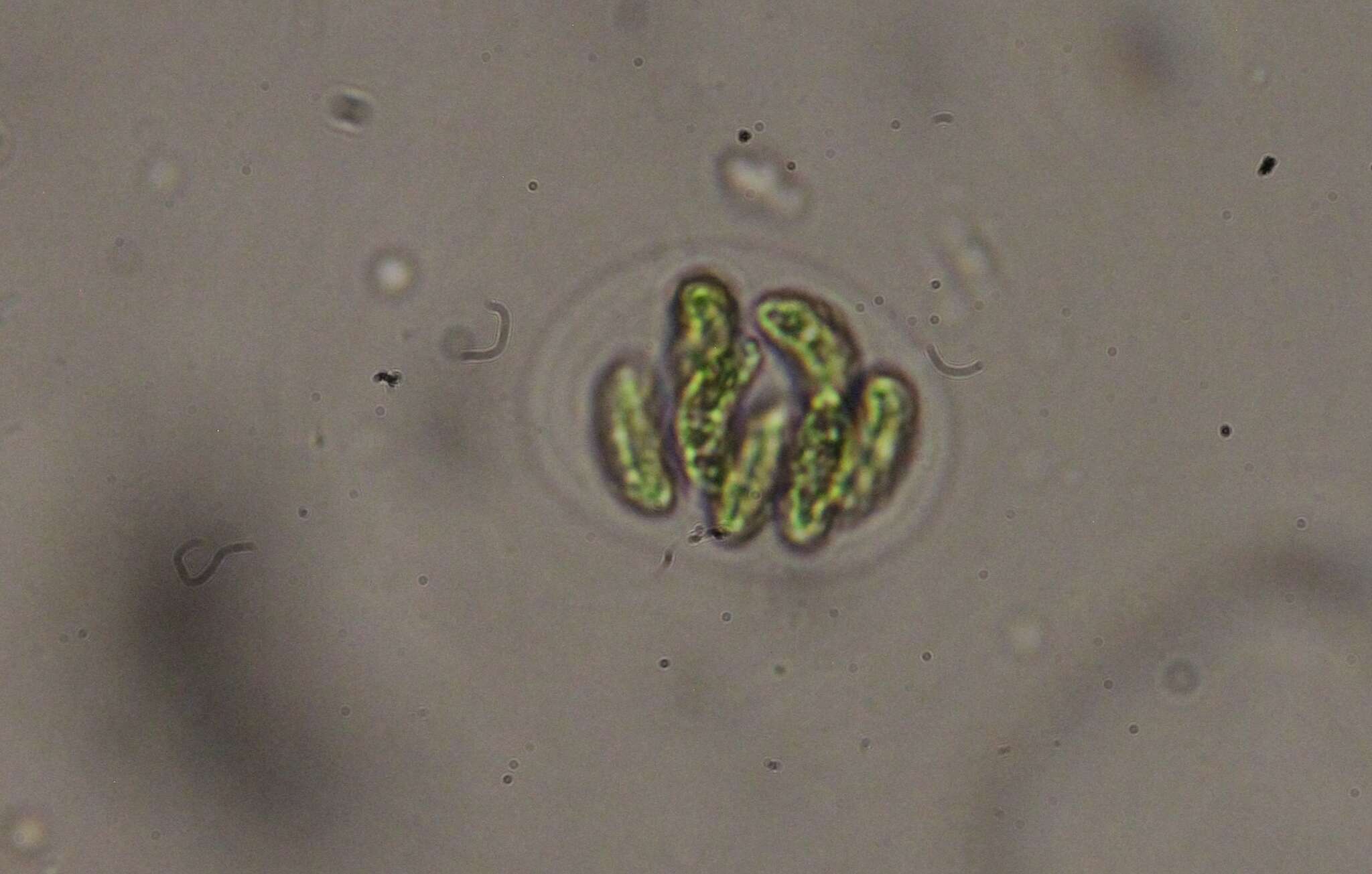 Image de Nephrocytium agardhianum