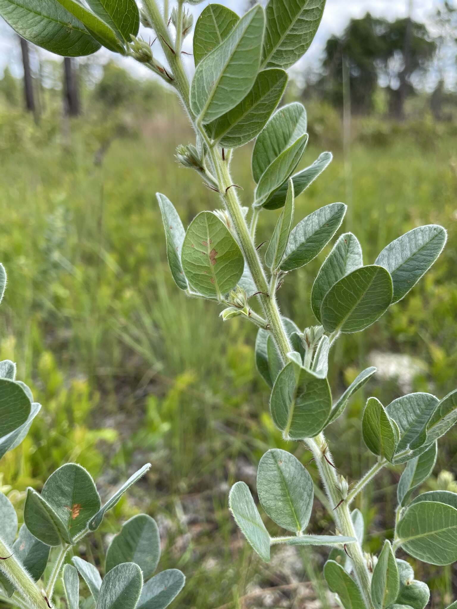 Image of Curtiss' lespedeza