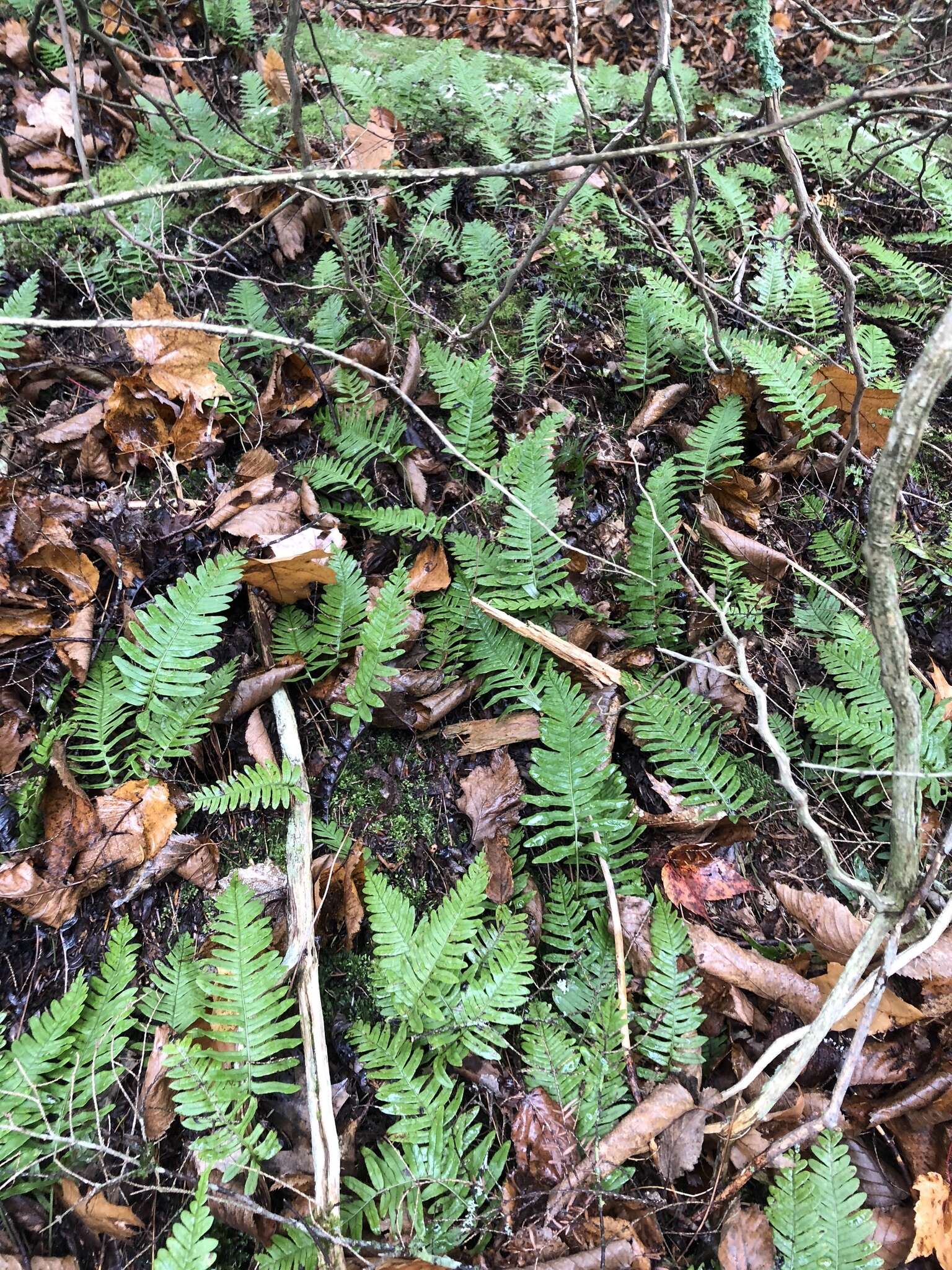 Polypodium appalachianum Haufler & Windham的圖片