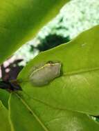 Image of Andranolava Reed Frog