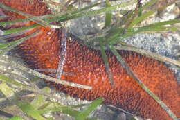 Image of Holothuria (Mertensiothuria) isuga Mitsukuri 1912