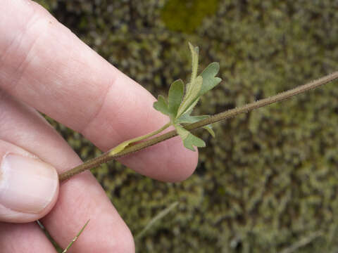 Image of prairie woodland-star