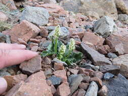 Image of Valeriana macrorhiza Poepp. ex DC.