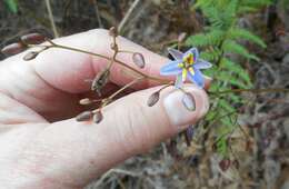 Image of Dianella callicarpa G. W. Carr & P. F. Horsfall