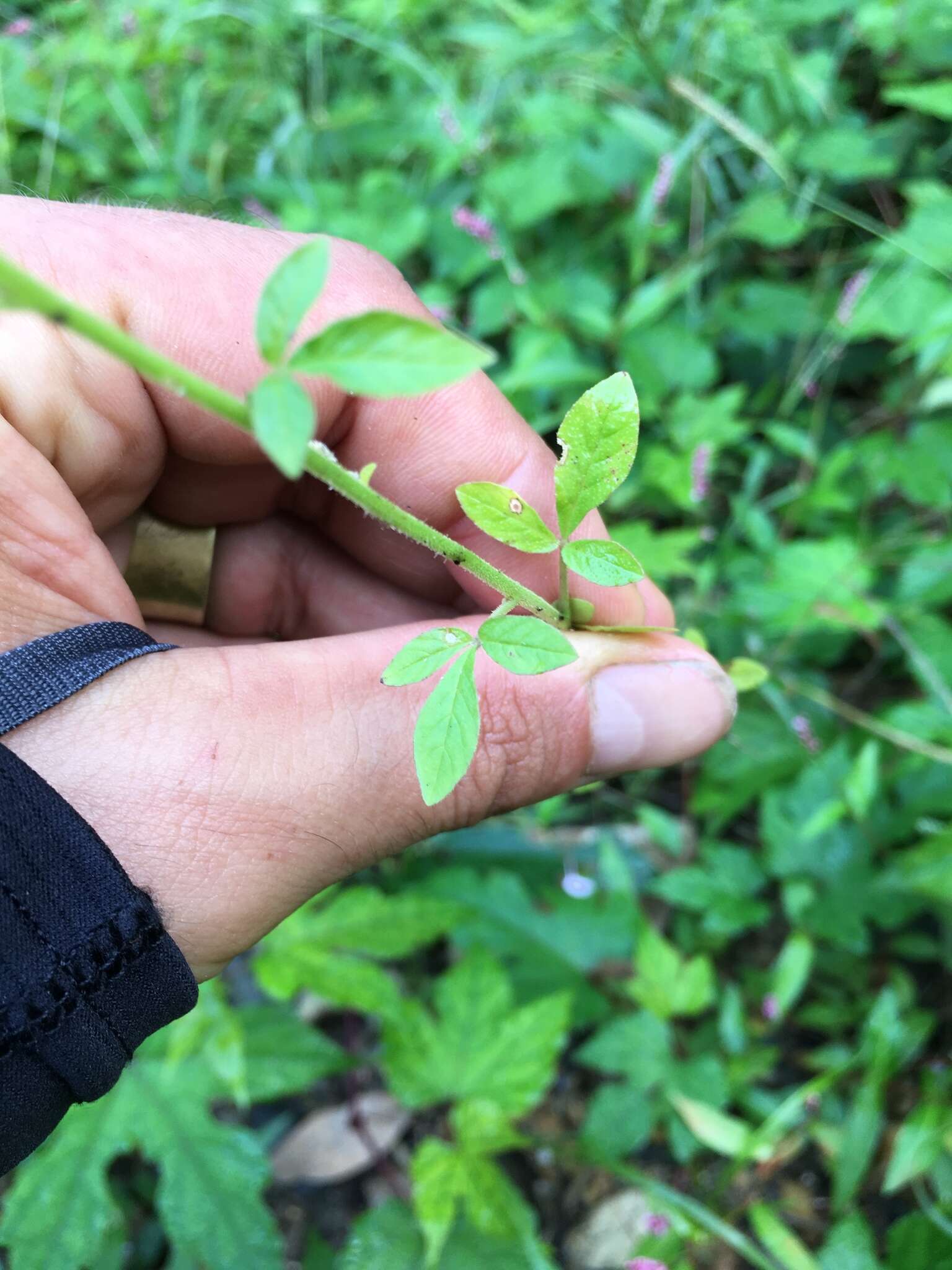 Image of Cleome guaranitica (Chod. & Hassl.) Briquet