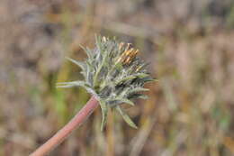 Image of serrate balsamroot