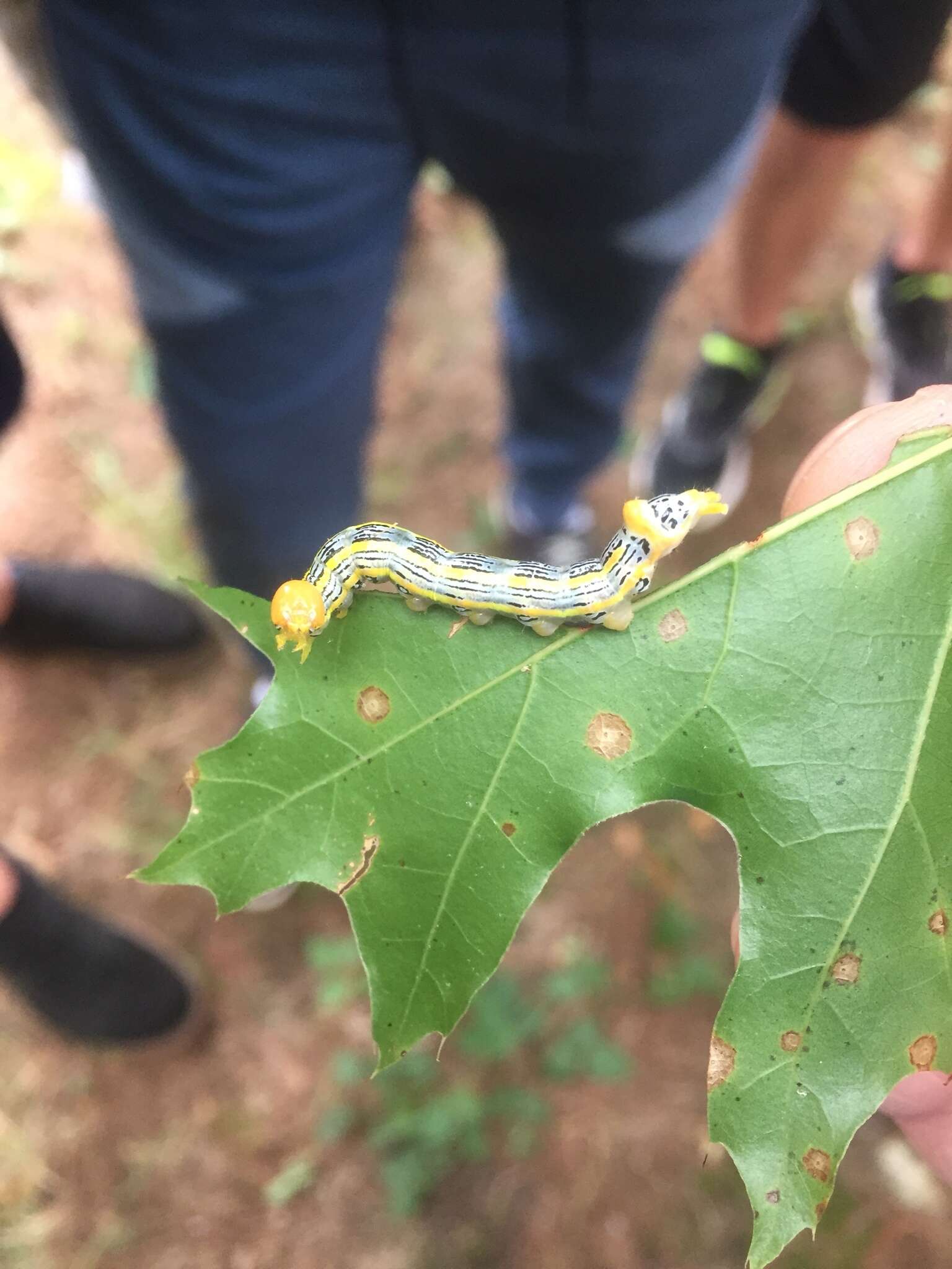 Image of Red-humped Oakworm