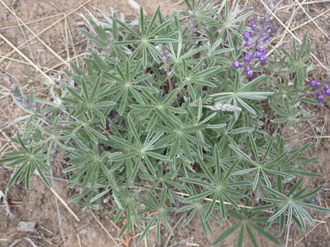 صورة Lupinus argenteus var. argenteus