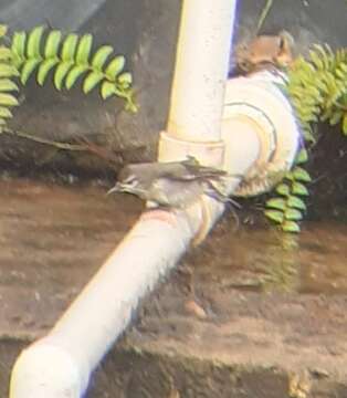 Image of Brown Sunbird