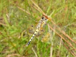 Image of Amanda's Pennant