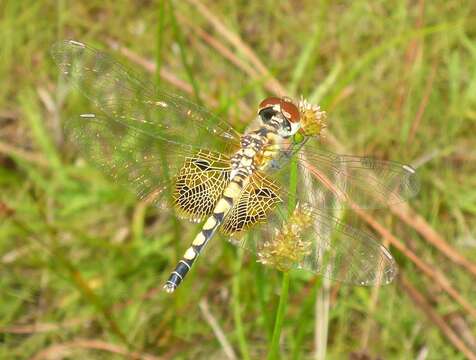 Imagem de Celithemis amanda (Hagen 1861)