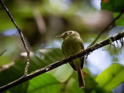 Phylloscartes oustaleti (Sclater & PL 1887)的圖片