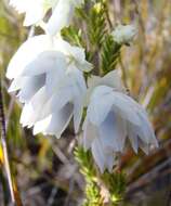 Image of Erica monsoniana var. monsoniana