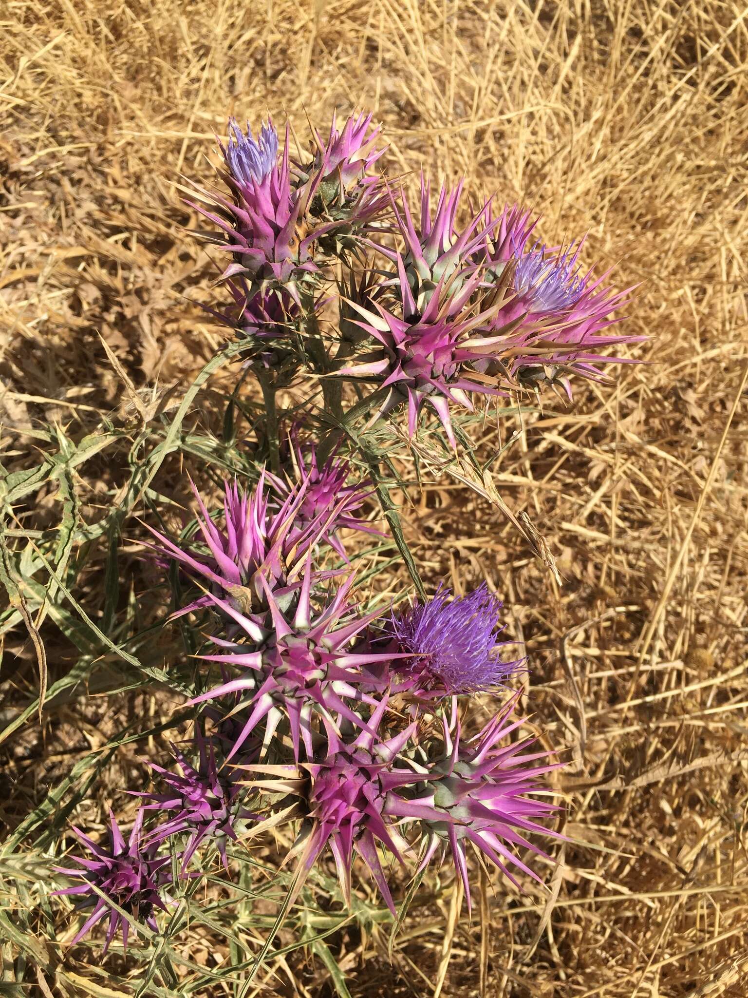 Image of Cynara baetica subsp. maroccana A. Wikl.