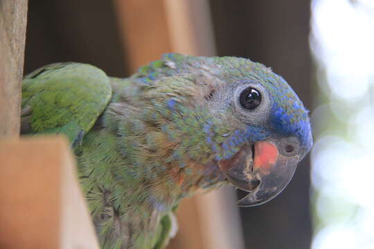 Image of Blue-headed Parrot