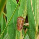 Imagem de <i>Gonopsis rubescens</i>