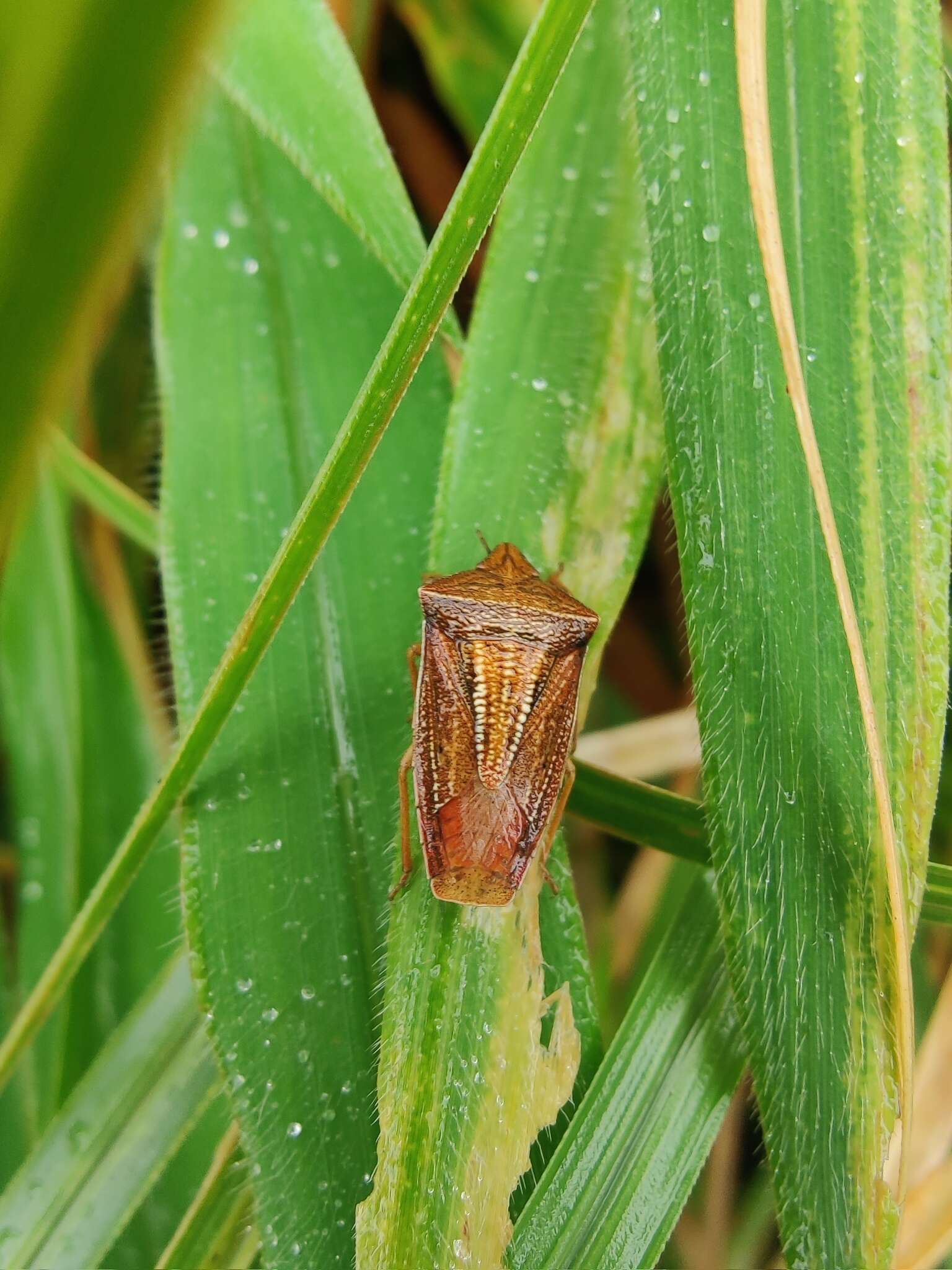 Image of <i>Gonopsis rubescens</i>