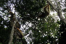 Image of Diadem Sifaka