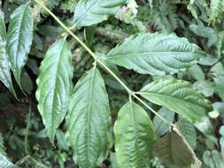 Image of Lasianthus micranthus Hook. fil.