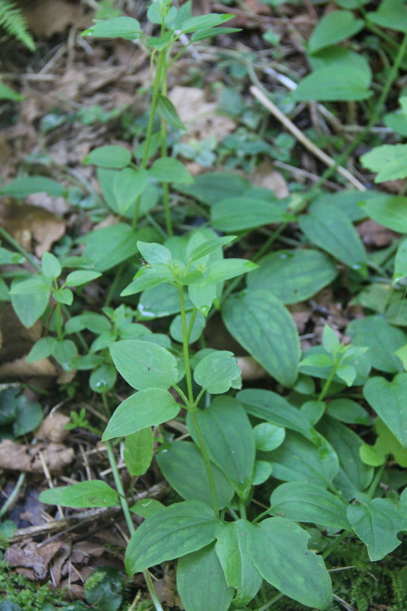 Plancia ëd Rubia cordifolia L.