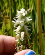 Image of Great Plains lady's tresses