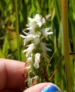 Spiranthes magnicamporum Sheviak的圖片