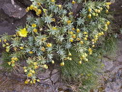 Image of Euryops acraeus M. D. Henderson