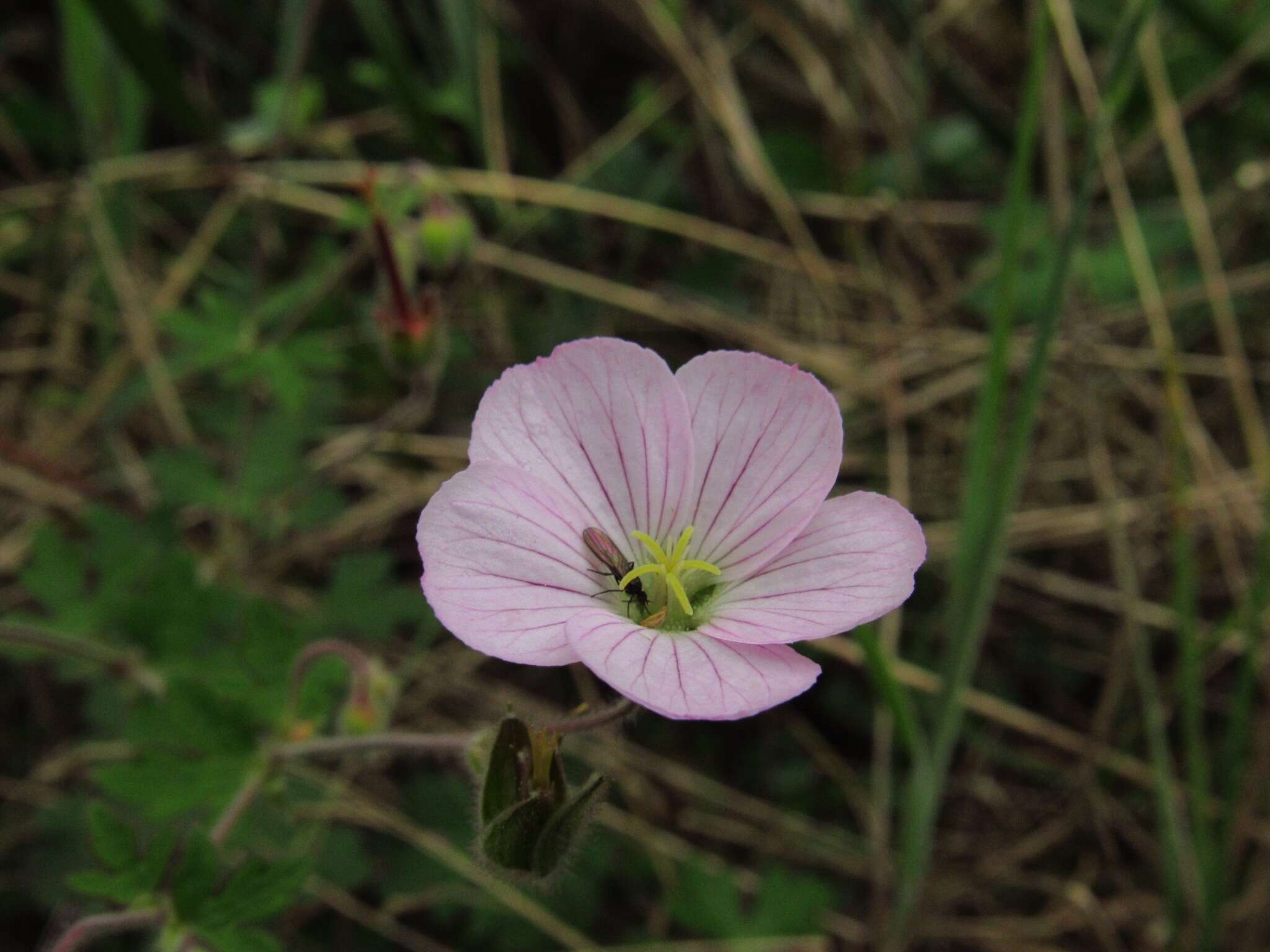 Image of Geranium holosericeum Willd. ex Spreng.