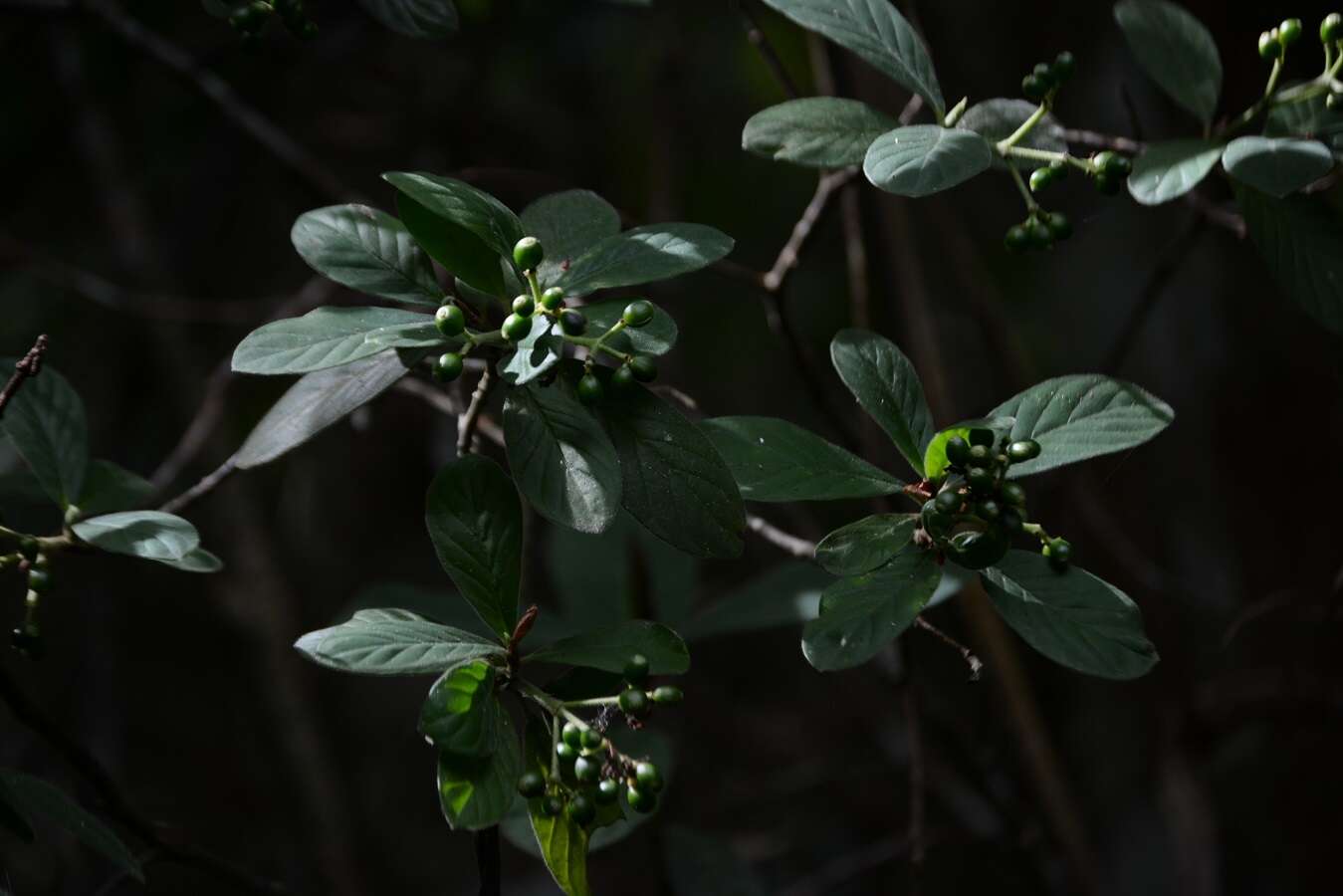 Image of Psychotria erythrocarpa Schltdl.