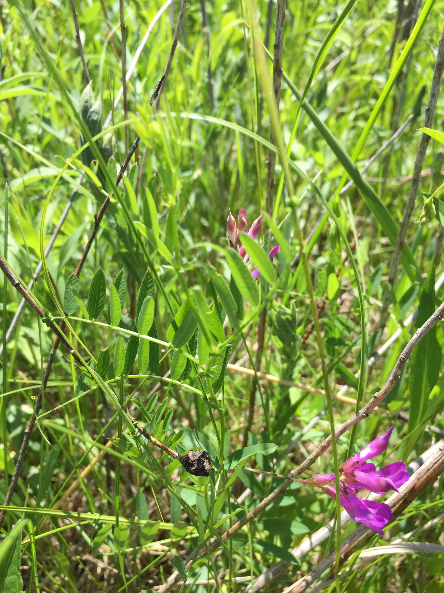 Vicia americana Willd. resmi