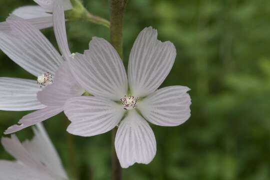 Image of meadow checkerbloom