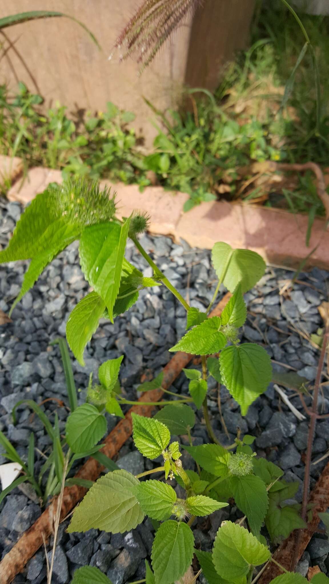 Image de Acalypha alopecuroidea Jacq.