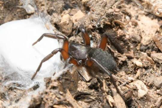 Image of Gnaphosa bicolor (Hahn 1833)