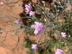 Sivun Stephanomeria exigua Nutt. kuva