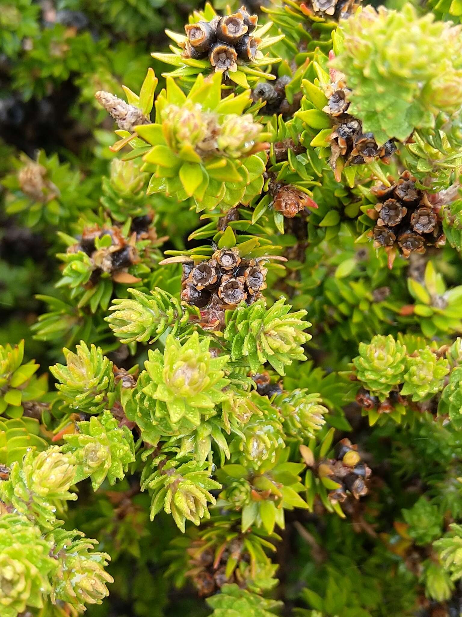 Imagem de Melaleuca squamea Labill.