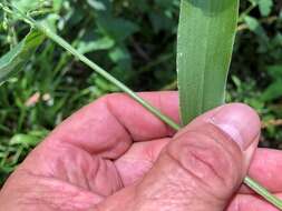 Plancia ëd Brachiaria foliosa (R. Br.) Hughes