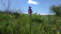 Anacamptis morio subsp. caucasica (K. Koch) H. Kretzschmar, Eccarius & H. Dietr. resmi