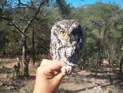 Image of Whiskered Screech Owl