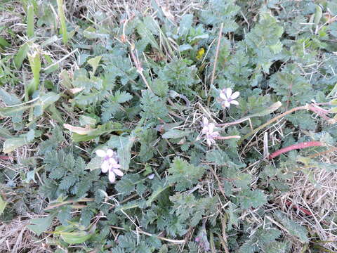 Imagem de Erodium cicutarium (L.) L'Her.