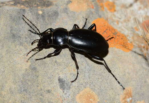 Image of Carabus (Cyclocarabus) namanganensis Heyden 1886