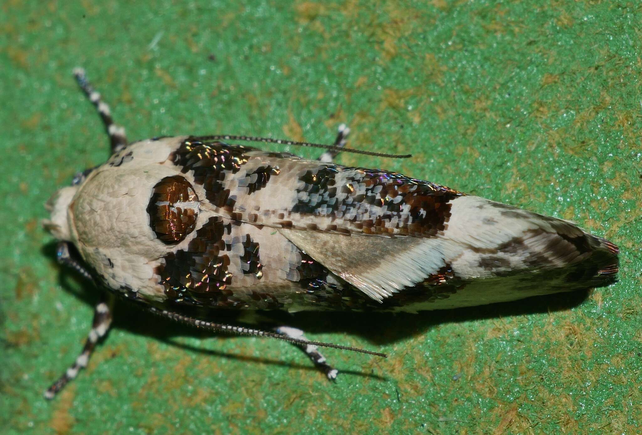 Image of Cryptophasa opalina Turner 1900