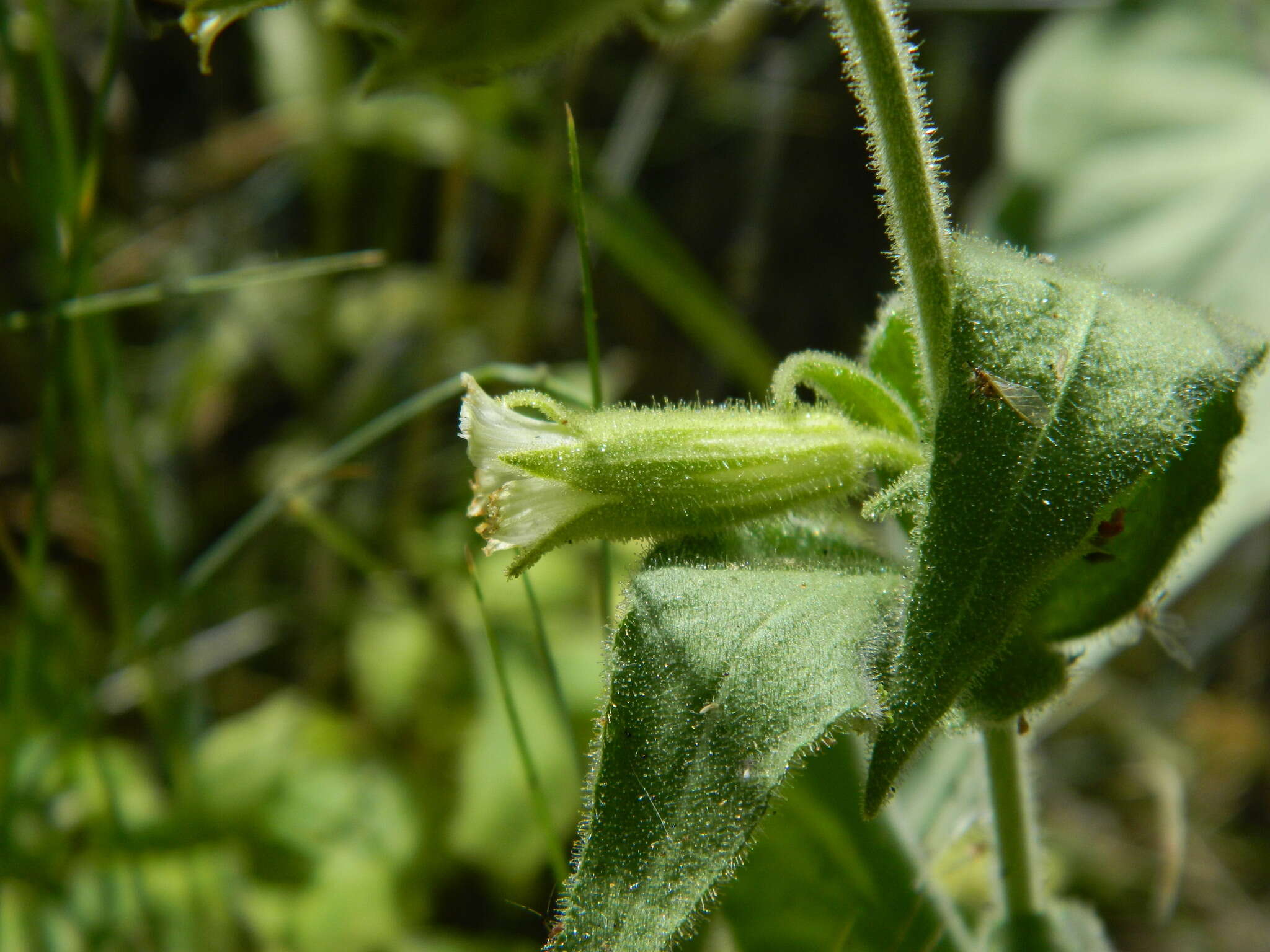 Image of Spalding's Catchfly