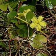 Image of Nymphoides montana H. I. Aston